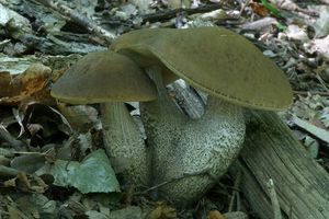 Klikni pro velký obrázek