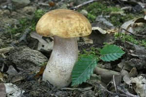 Klikni pro velký obrázek