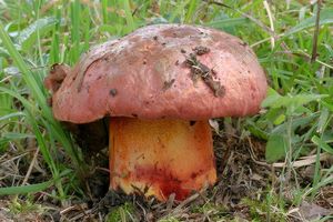 Klikni pro velký obrázek