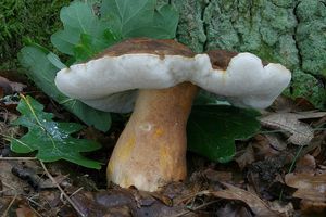 Klikni pro velký obrázek