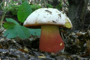 Klikni pro velký obrázek