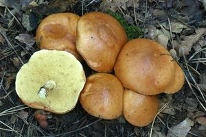 Klikni pro velký obrázek