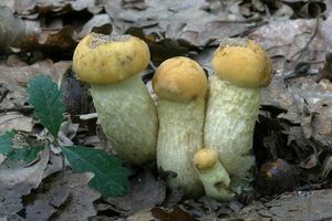 Klikni pro velký obrázek