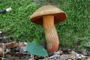 Klikni pro velký obrázek