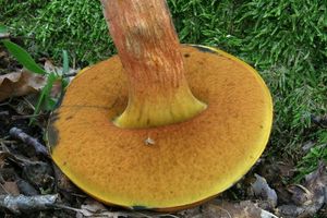 Klikni pro velký obrázek