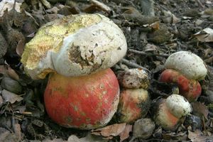 Klikni pro velký obrázek