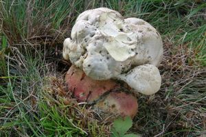 Klikni pro velký obrázek