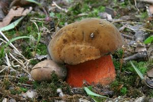 Klikni pro velký obrázek