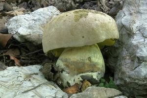 Klikni pro velký obrázek