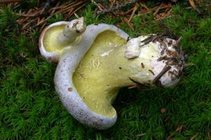 Klikni pro velký obrázek