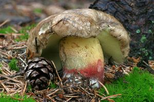 Klikni pro velký obrázek