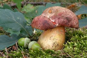 Klikni pro velký obrázek