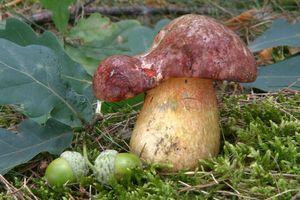 Klikni pro velký obrázek