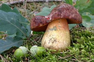 Klikni pro velký obrázek