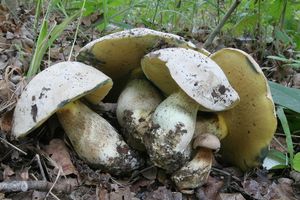 Klikni pro velký obrázek