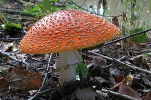 Klikni pro velký obrázek