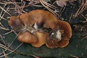 Klikni pro velký obrázek