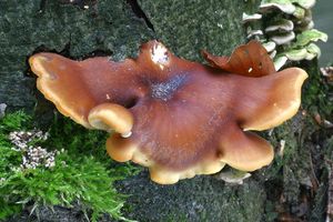 Klikni pro velký obrázek