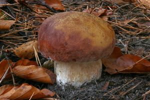 Klikni pro velký obrázek