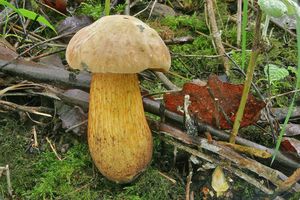 Klikni pro velký obrázek