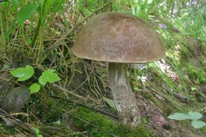 Klikni pro velký obrázek