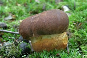 Klikni pro velký obrázek