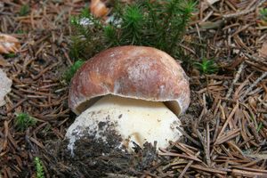 Klikni pro velký obrázek