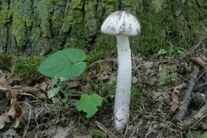 Klikni pro velký obrázek