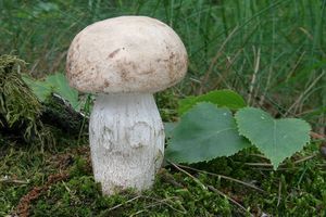 Klikni pro velký obrázek