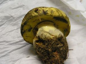 Klikni pro velký obrázek