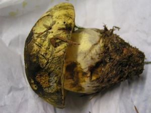 Klikni pro velký obrázek