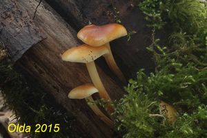 Klikni pro velký obrázek