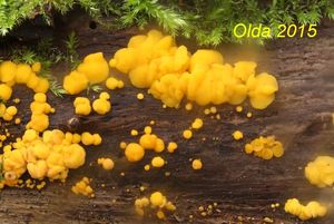 Klikni pro velký obrázek