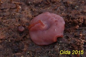 Klikni pro velký obrázek