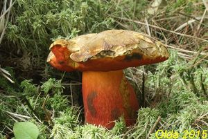 Klikni pro velký obrázek