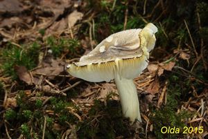 Klikni pro velký obrázek