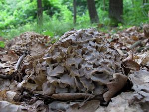 Klikni pro velký obrázek