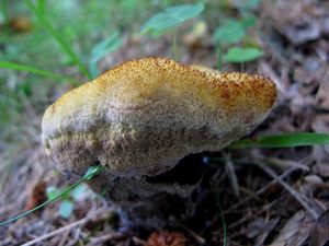 Klikni pro velký obrázek