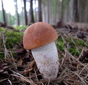 Klikni pro velký obrázek