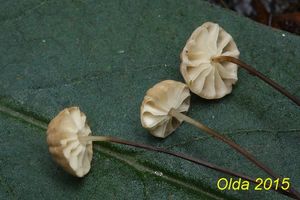 Klikni pro velký obrázek