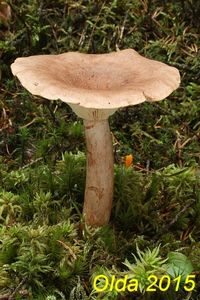 Klikni pro velký obrázek