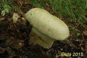 Klikni pro velký obrázek