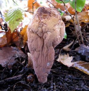 Klikni pro velký obrázek