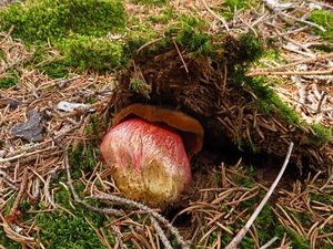 Klikni pro velký obrázek