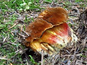 Klikni pro velký obrázek