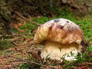 Klikni pro velký obrázek