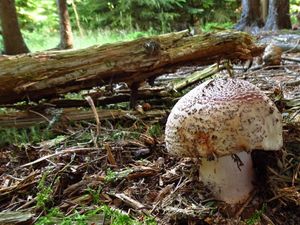 Klikni pro velký obrázek