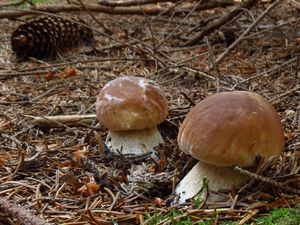 Klikni pro velký obrázek