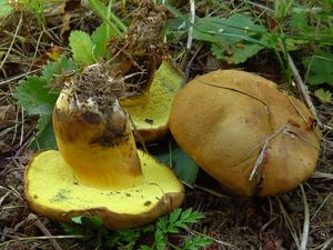 Klikni pro velký obrázek