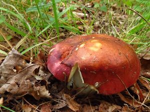 Klikni pro velký obrázek